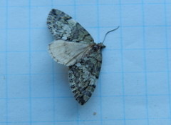 Hydriomena renunciata