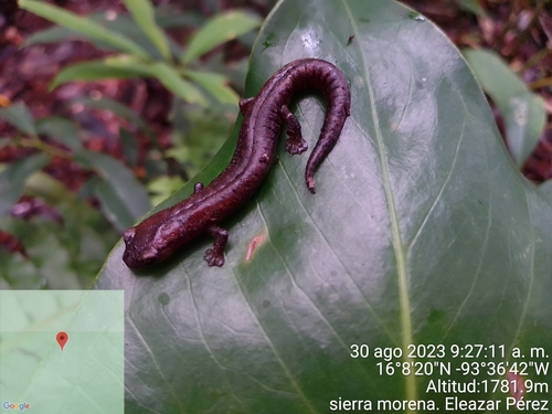 Southern Banana Salamander, Bolitoglossa occidentalis
