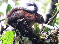 Sciurus pucheranii