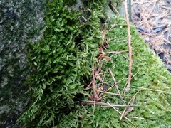 Hypnum cupressiforme