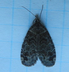 Hydriomena transfigurata