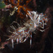 Spiny Tiger Shrimp - Photo (c) Mark Rosenstein, some rights reserved (CC BY-NC-SA), uploaded by Mark Rosenstein