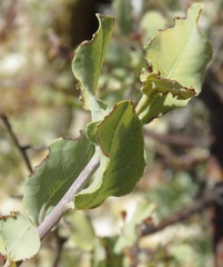 Commiphora glaucescens