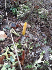 Crocus angustifolius