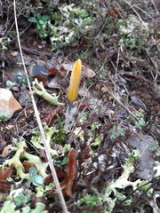 Crocus angustifolius