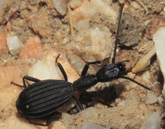 Netrodera formicaria