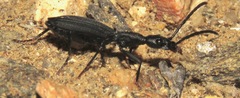 Netrodera formicaria