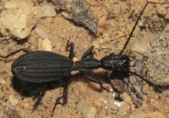 Netrodera formicaria