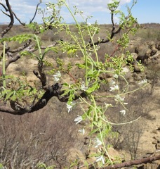 Moringa ovalifolia