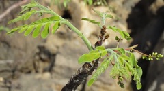 Moringa ovalifolia