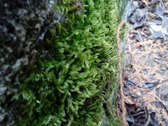 Hypnum cupressiforme