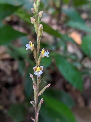 Hetaeria oblongifolia iNat (3)