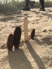 Cynomorium coccineum