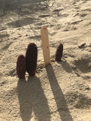 Cynomorium coccineum