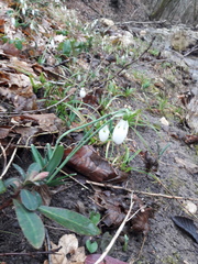 Galanthus plicatus