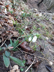 Galanthus plicatus