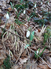 Galanthus plicatus