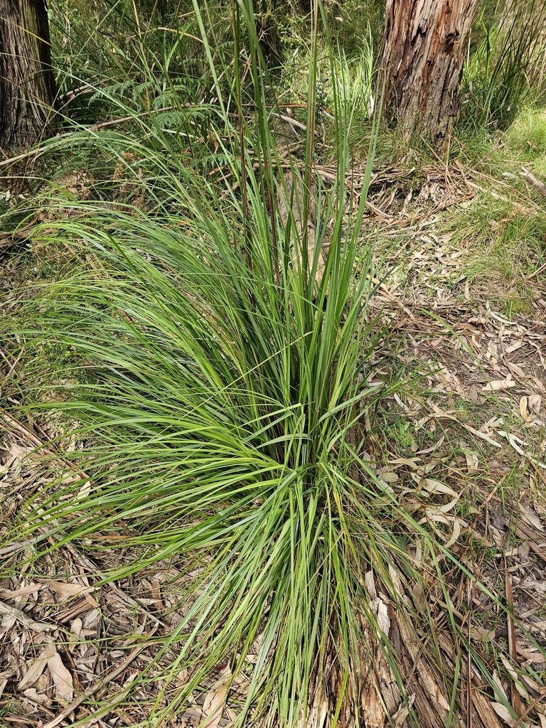 Red-fruit Saw-sedge from Selby VIC 3159, Australia on September 14 ...