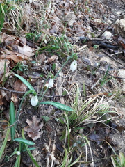 Galanthus plicatus