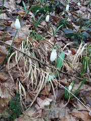 Galanthus plicatus