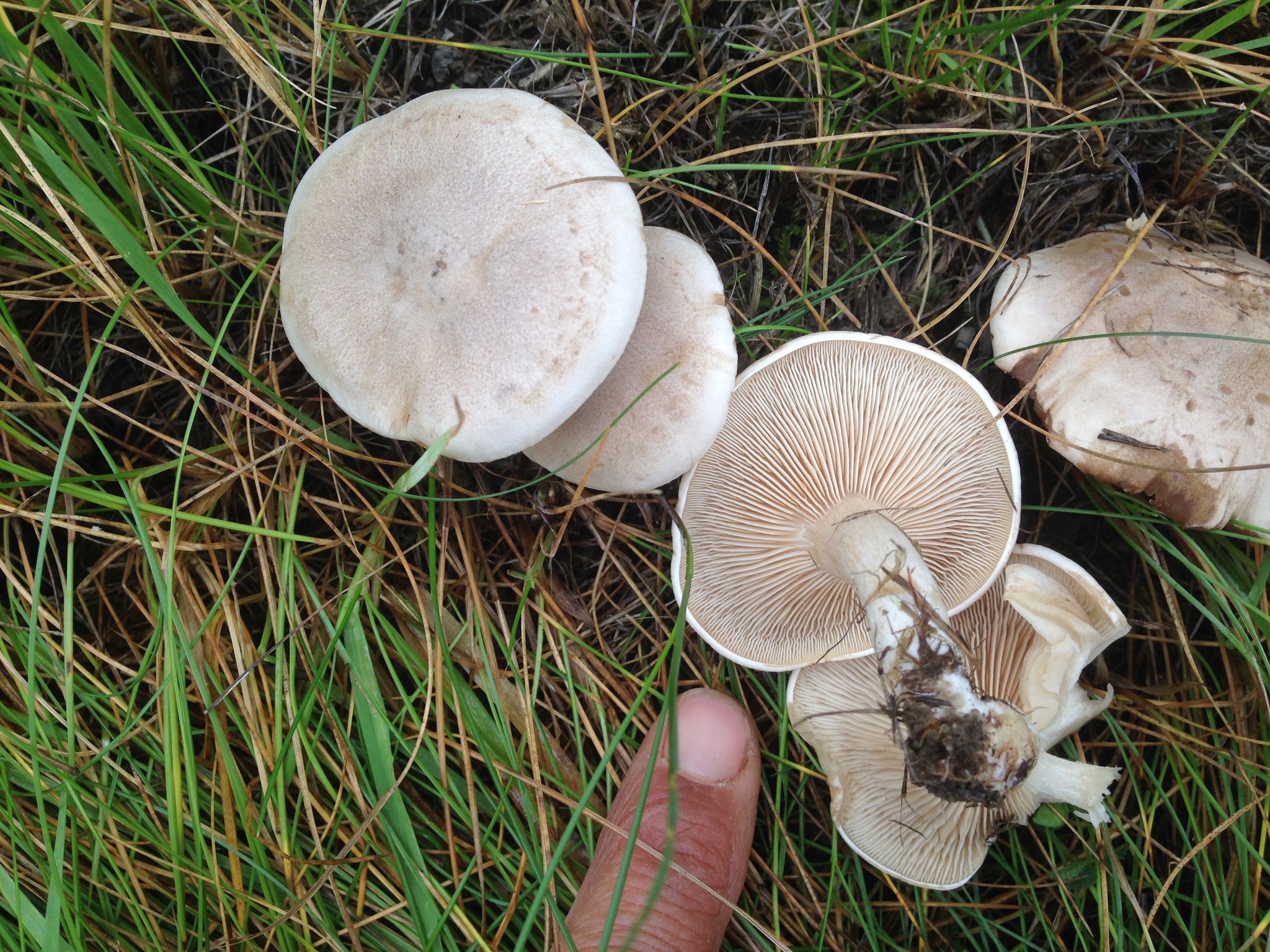 Lepista luscina image