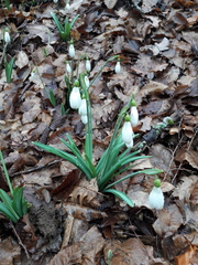 Galanthus plicatus