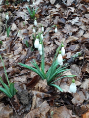 Galanthus plicatus