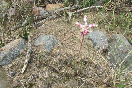 Lachenalia polyphylla