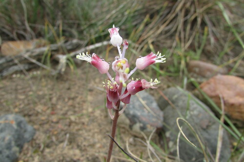 Image of Lachenalia polyphylla by (c) James Deacon, some rights reserved (CC BY-SA)