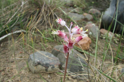 Image of Lachenalia polyphylla by (c) James Deacon, some rights reserved (CC BY-SA)