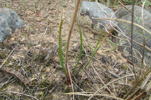 Lachenalia polyphylla