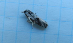 Nycteola