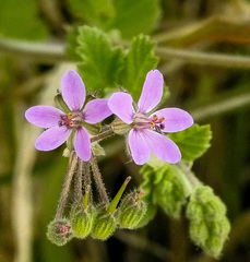 Erodium moschatum