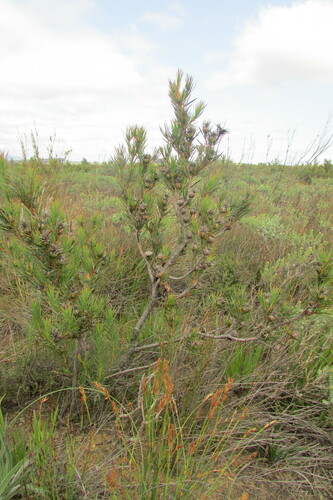 Image of Protea mucronifolia by (c) James Deacon, some rights reserved (CC BY-SA)