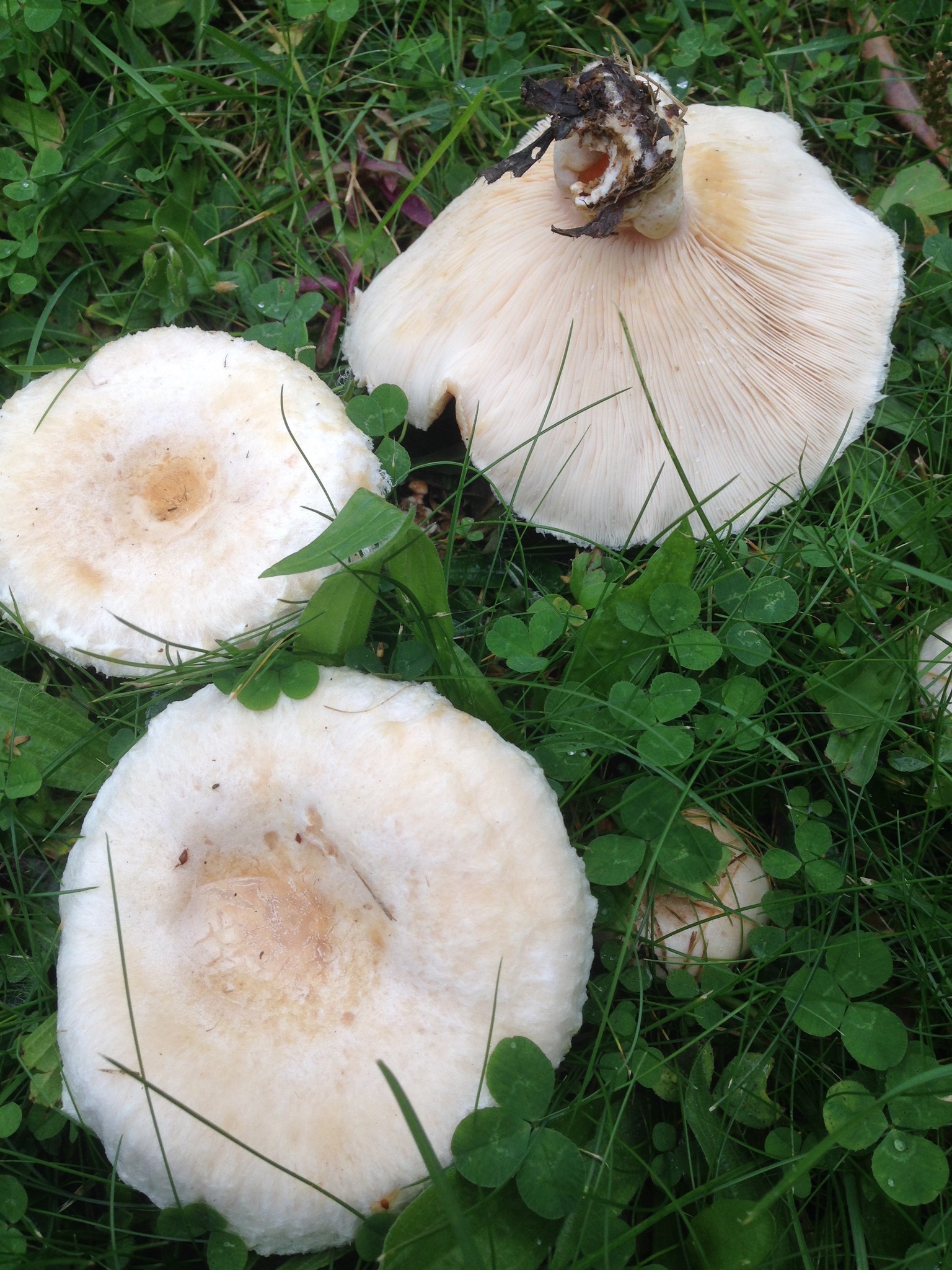 Lactarius pubescens image