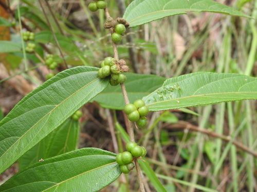 Grewia lacei