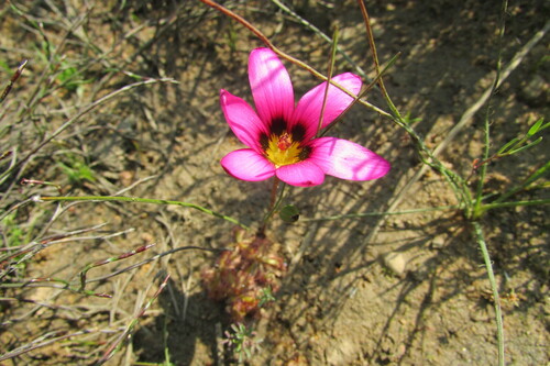 Image of Romulea cruciata by (c) James Deacon, some rights reserved (CC BY-SA)