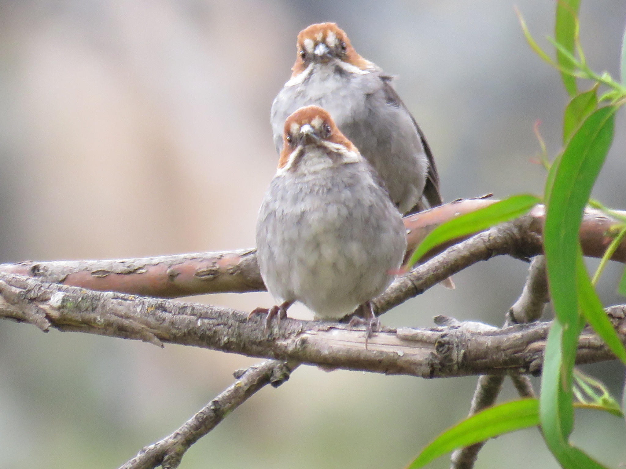 Rufous-eared Brushfinch (Atlapetes rufigenis), photo 10