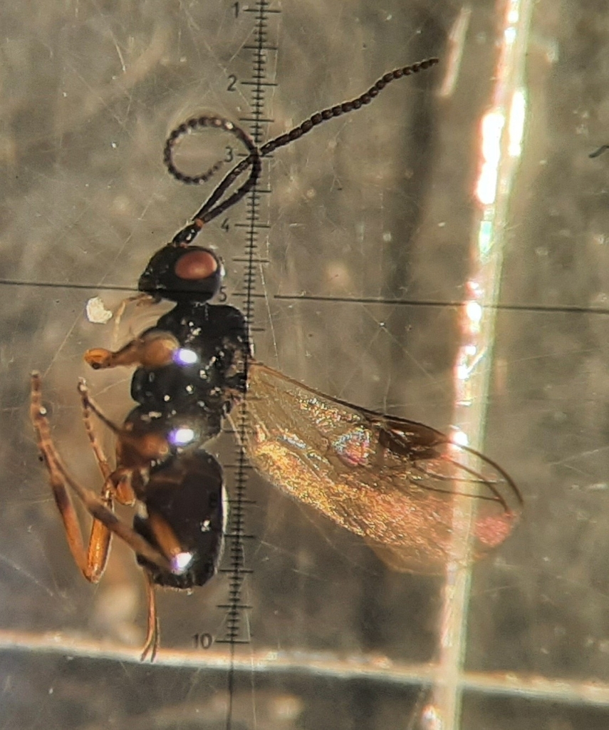 Eubazus parvulus