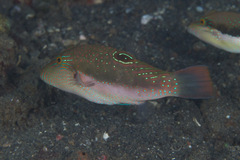 Canthigaster bennetti