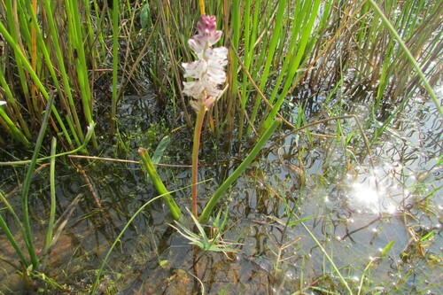 Vernal Pool Viooltjie (Lachenalia bachmannii)