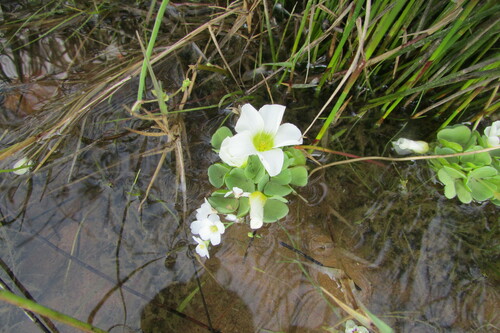Image of Oxalis natans by (c) James Deacon, some rights reserved (CC BY-SA)