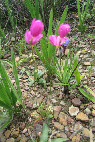 Image of Ixia erubescens by (c) James Deacon, some rights reserved (CC BY-SA)