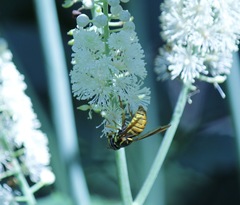 Spilomyia alcimus
