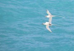 Phaethon lepturus catesbyi