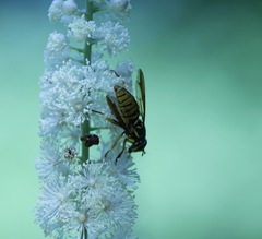 Spilomyia alcimus