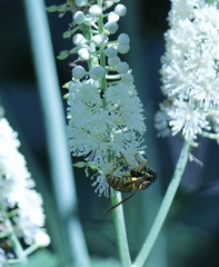 Spilomyia alcimus