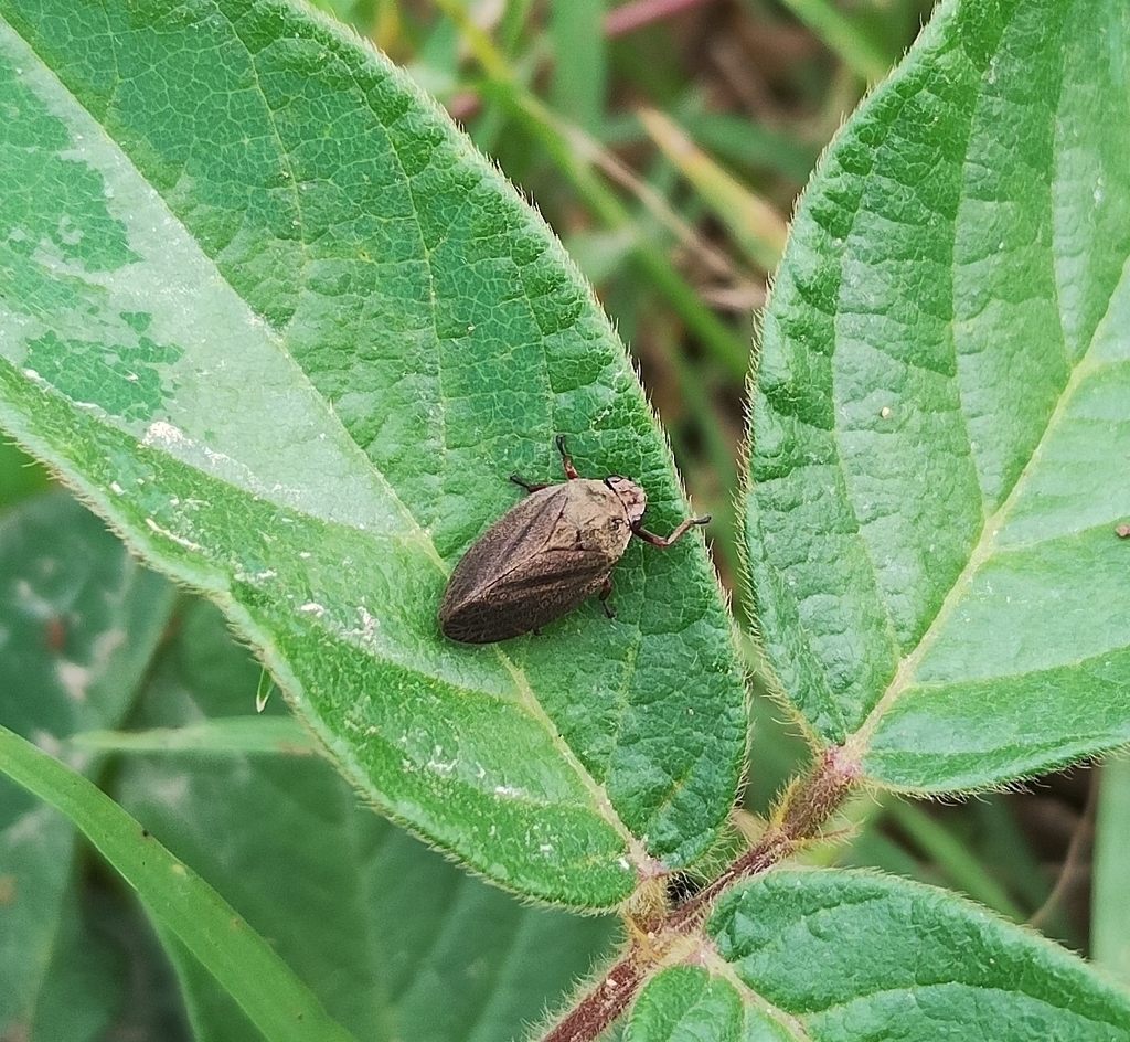 Deois coerulea