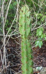 Leptocereus arboreus