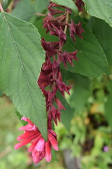 Image of Salvia wagneriana